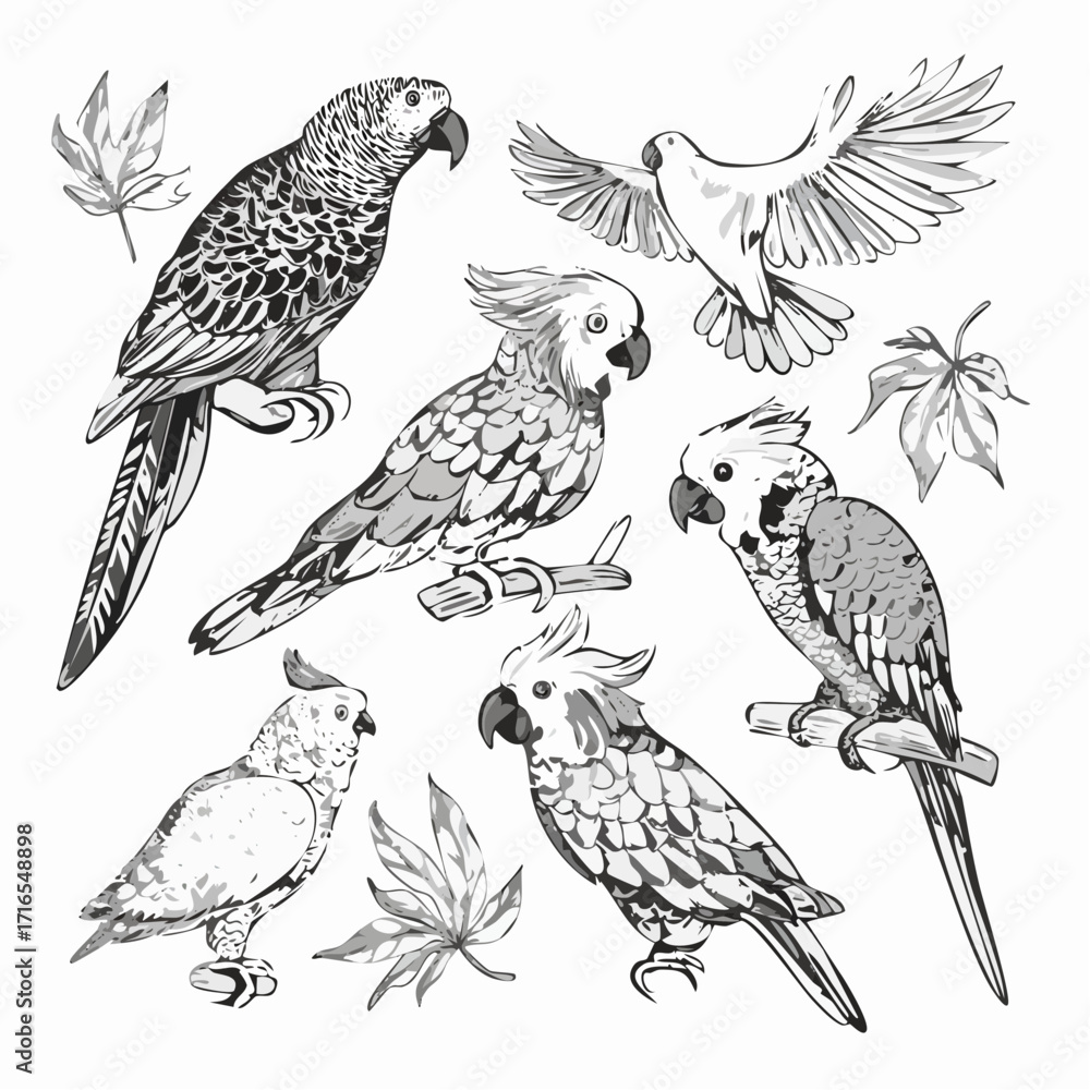 Fototapeta premium Vintage engrave isolated parrot set illustration ink sketch. Parakeet background bird art
