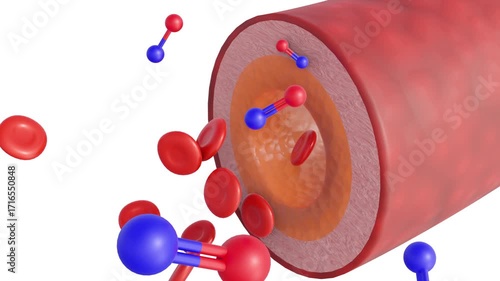 3D animated visualization illustrates the molecular and cellular dynamics of vasodilation , focusing on the role of nitric oxide in modulating vascular tone.