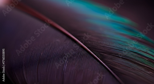 Feather close-up.