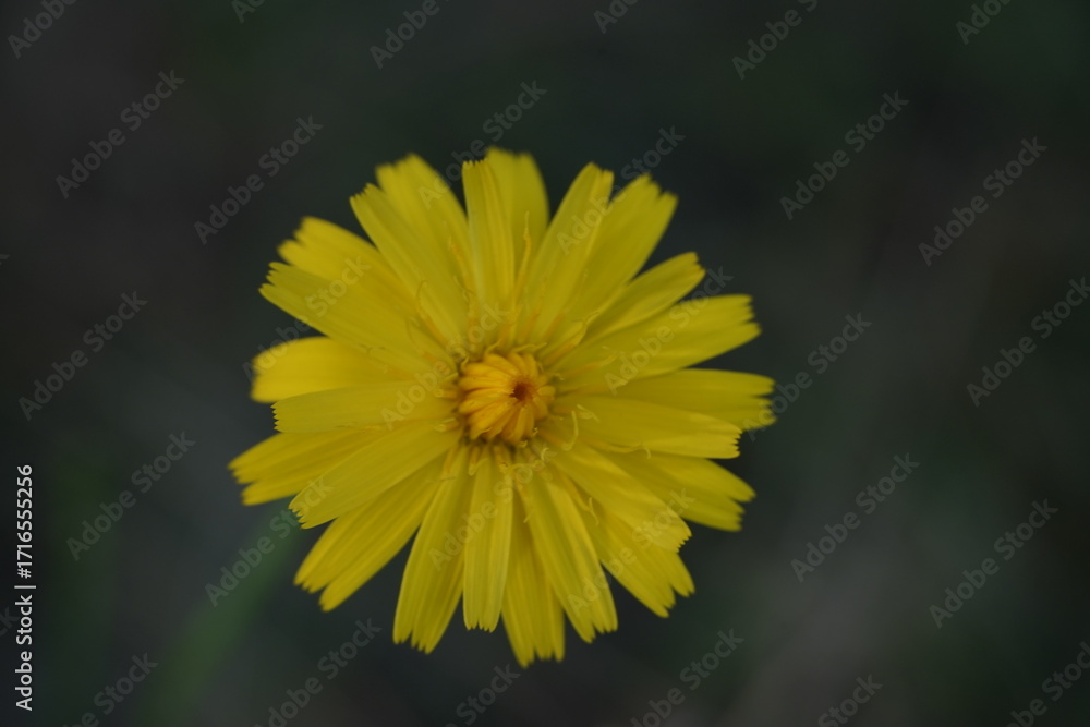 Obraz premium Yellow wildflower macro close-up isolated on dark background