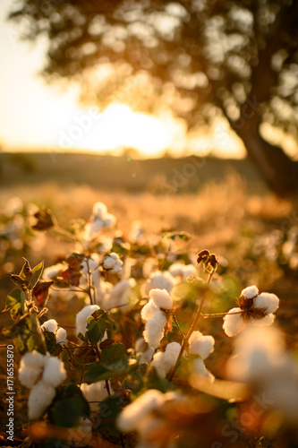 Wallpaper Mural Cotton fields with soft, fluffy white cotton bolls glowing in warm golden sunlight. Natural rural landscape symbolizing purity, sustainability, and organic farming.
 Torontodigital.ca
