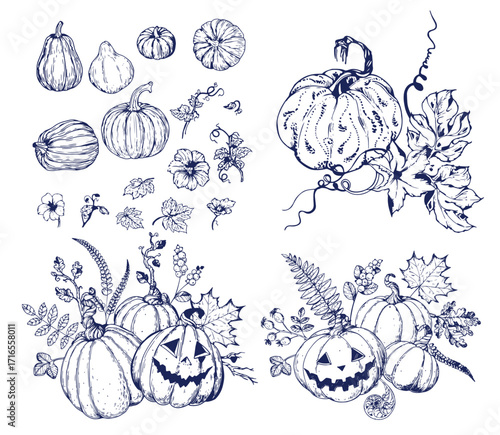 Pumpkin set, symbol of harvest and Thanksgiving Day season. Pumpkin or gourd for basket decoration set. Holiday Autumn festive drawing. Hand drawing sketch for celebration of fall