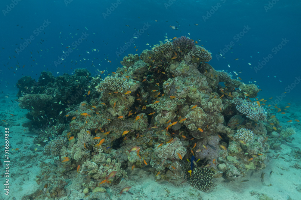 Fototapeta premium Coral reef and water plants in the Red Sea, Eilat Israel 