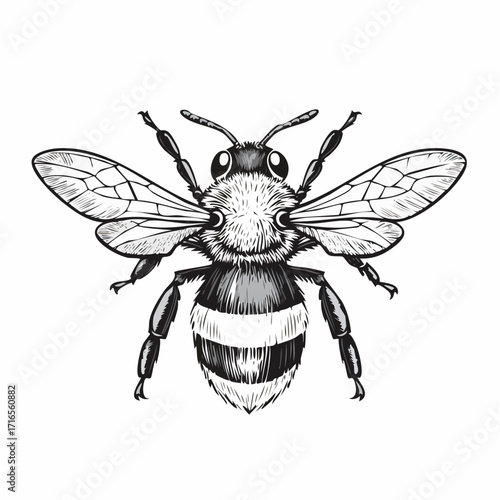 Engrave isolated bumblebee hand drawn graphic illustration