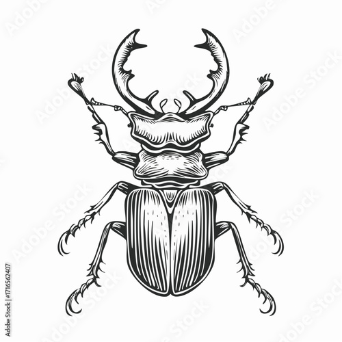 Engrave isolated stag beetle hand drawn graphic illustration