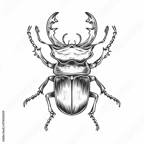 Engrave isolated stag beetle hand drawn graphic illustration