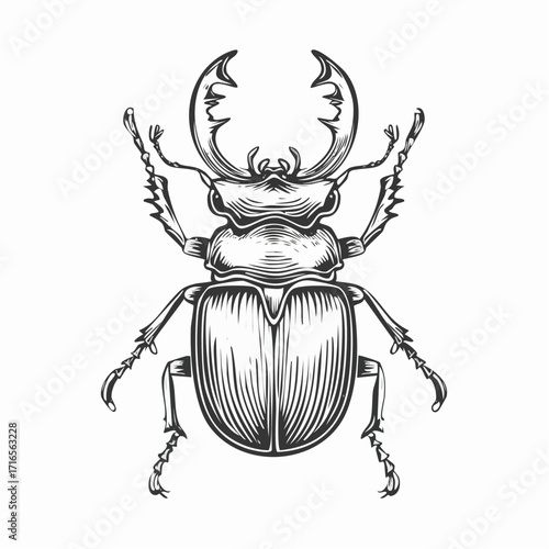 Engrave isolated stag beetle hand drawn graphic illustration