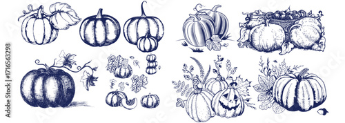 Pumpkin set, symbol of harvest and Thanksgiving Day season. Pumpkin or gourd for basket decoration set. Holiday Autumn festive drawing. Hand drawing sketch for celebration of fall