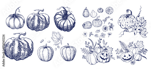 Pumpkin set, symbol of harvest and Thanksgiving Day season. Pumpkin or gourd for basket decoration set. Holiday Autumn festive drawing. Hand drawing sketch for celebration of fall