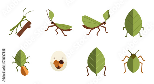Collection of Flat Vector Stick and Leaf Insects in Various Poses.