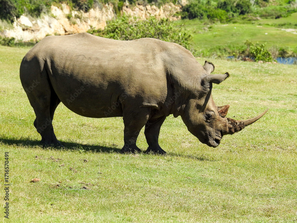 Obraz premium White Rhinoceros on Safari