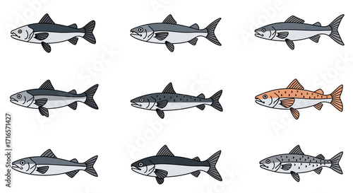 Nine Detailed Illustrations of Various Salmon Species.