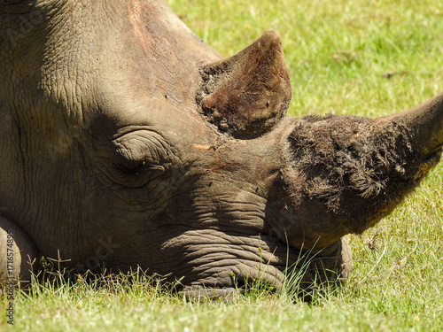 Extreme Close-up of White Rhinoceros