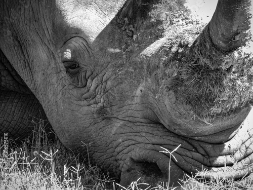 Black and White Image of White Rhino