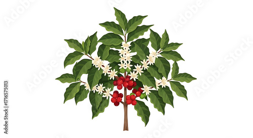 Vibrant Coffee Plant with Blossoms and Berries 1.