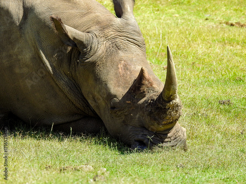 White Rhinoceros Sleeping