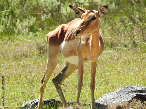 Skinny Female Impala