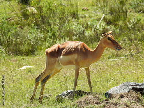 Female Impala