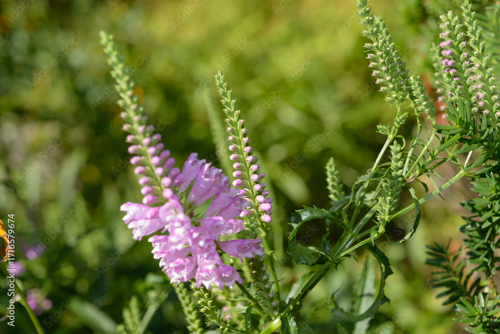 Obraz premium close-up of Physostegia virginiana, the obedient plant, obedience or false dragonhead