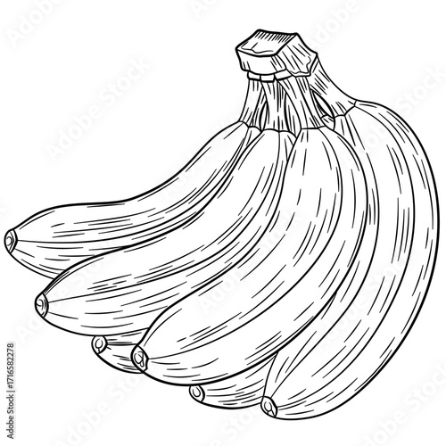 Banana fruits, bunch. Organic nutrition healthy food. Engraved hand drawn vintage retro vector illustration. Banana Isolated on white background