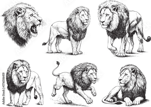 Hand drawn lion illustration set, vintage ink sketch style, majestic wild animal poses