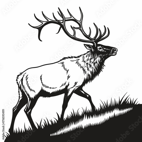 silhouette of a deer