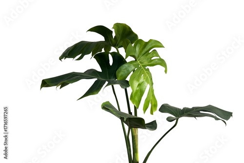 Green leaves of monstera or split-leaf philodendron plant (Monstera deliciosa) the tropical foliage plant bush popular houseplant isolated on tranparent background
