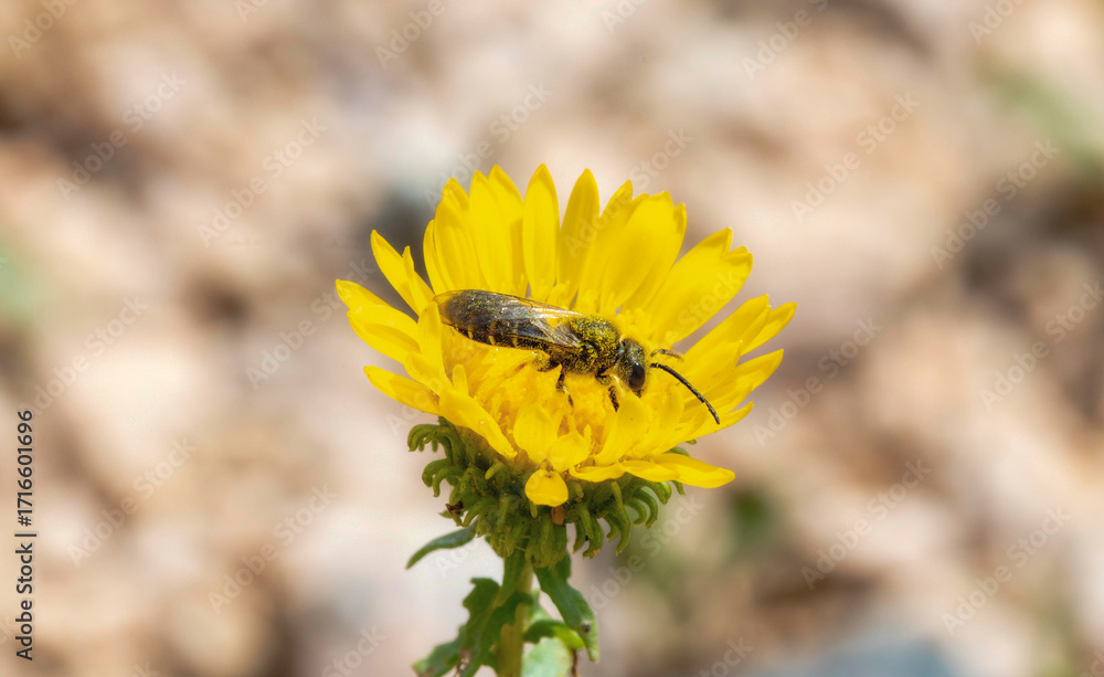 Φωτογραφία Furrow bee (Genus Halictus) collecting nectar from a bright yellow flower in ear