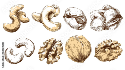 Premium Assorted Nuts Collection Cashew Walnut Vector Illustration