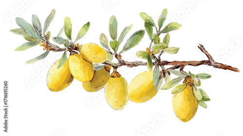 Elegant Hand Drawn Watercolor Argan Tree Branch Illustration for Creative Projects