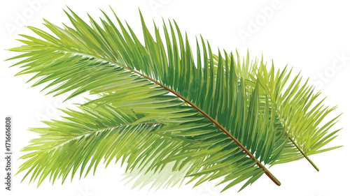 Exotic Lush Green Coconut Palm Leaf Vector Illustration
