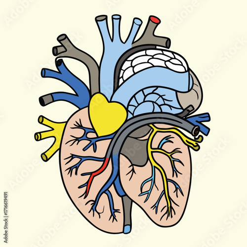 Stylized illustration of a human heart with major vessels and chambers representing anatomy health a