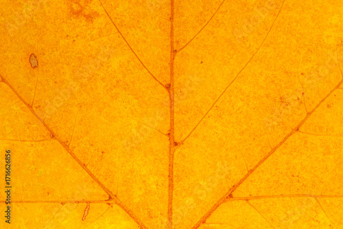 natural autumnal backdrop: close up of yellow platanus leaf texture