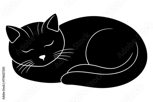 black cat on white background