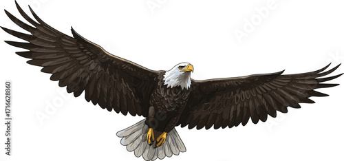 Bald eagle in flight, majestic bird, wildlife illustration, freedom symbol, gray background, detailed feathers, soaring raptor