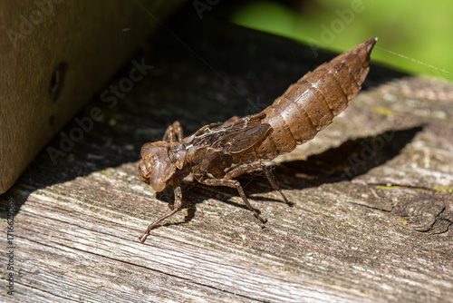 A dragonfly nymph found along the boardwalk of a Provincial Park in Ontario, Canada.