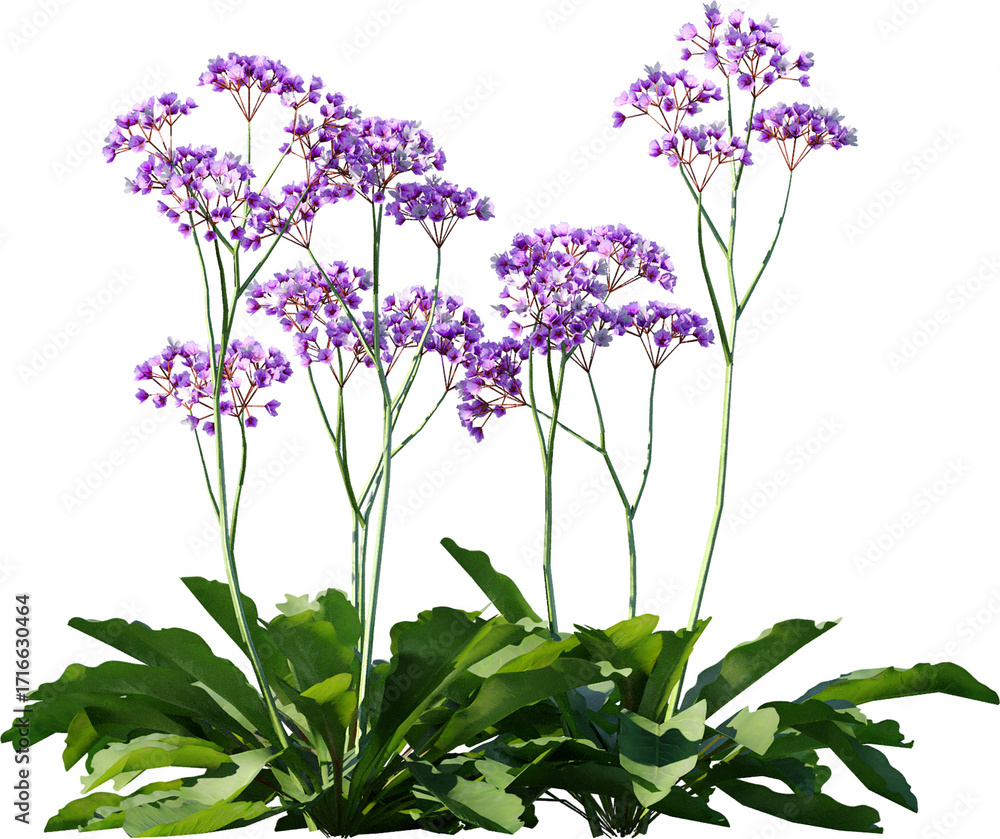 Obraz premium flower, plant, purple, isolated, nature, pink, blossom, spring, leaf, white, flowers, wild, flora, summer, garden, bloom, stem, white background, floral, wildflower, petal, close-up, macro, blue