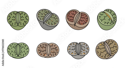 Diverse collection of colorful lithops plants, unique succulent living stones with textured surfaces.