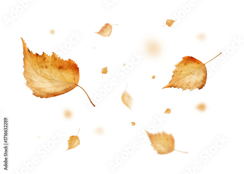 Swirling autumn birch leaves stand out against a transparent background