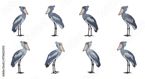 Majestic grey shoebill bird standing upright, showcasing its unique large shoe-shaped bill and feathery texture.