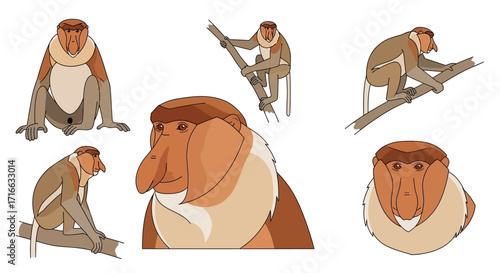 Stylized Proboscis Monkey Illustration Set with Large Noses in Various Poses.