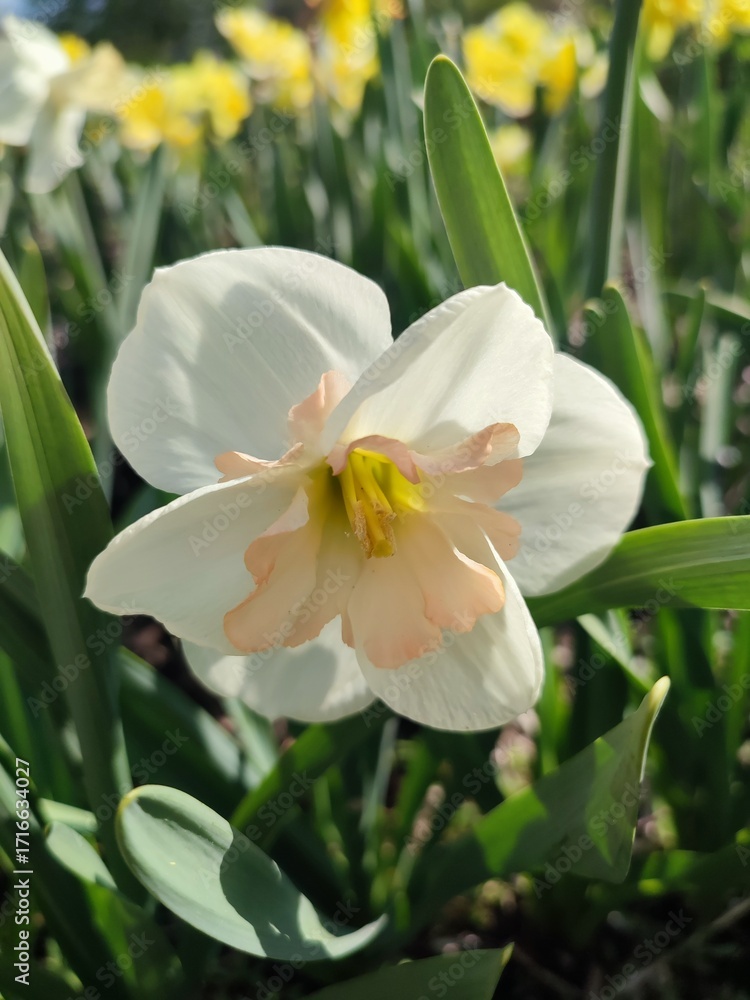 Fototapeta premium Narcissus Casanova. Blooming daffodil flower with white orange petals on green stem growing in black soil on sunny spring day. Selection breeding of flowers. Agricultural farming gardening Vertical