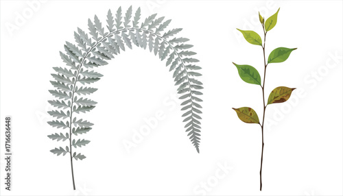 Vector art of two plant branches with leaves, one silver fern and one green branch, the fern is arched, and the green branch has both green and brown leaves