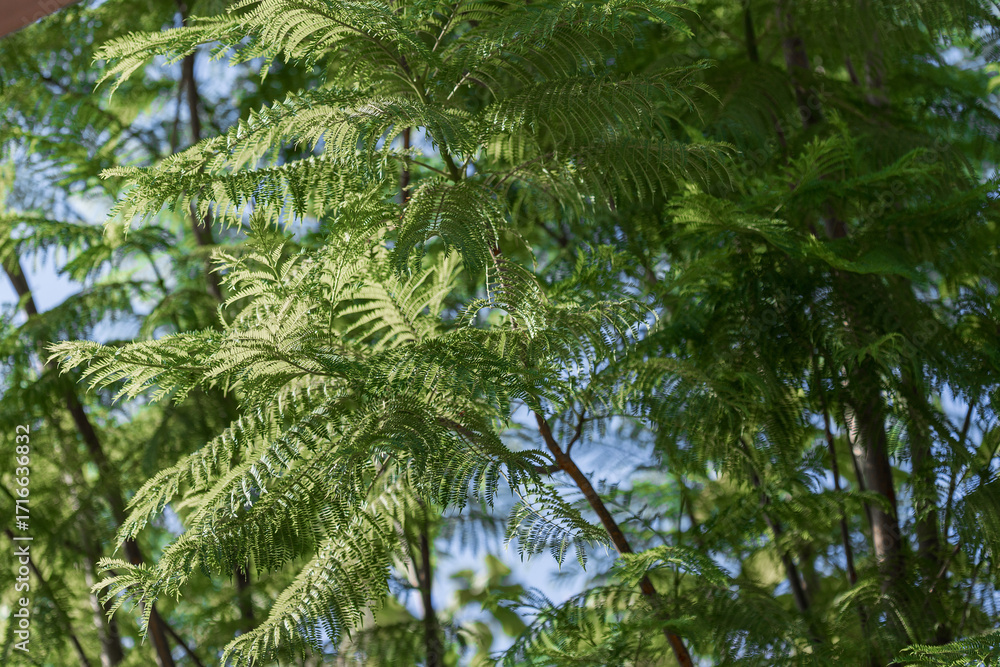 Fototapeta premium Green Fern Foliage Against Blue Sky