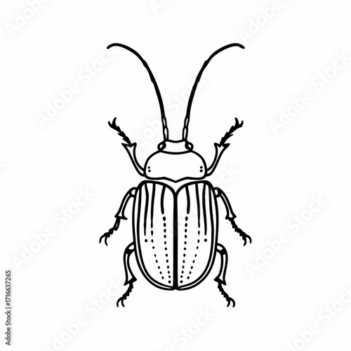 Dune veil beetle silhouette on white background