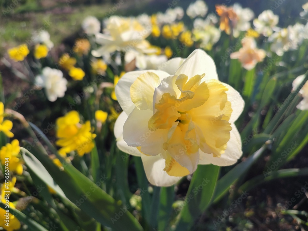 Fototapeta premium Blooming daffodils flowers on sunny spring day. Varietal flowers of narcissus variety Golden Pearl. Yellow petals on white petals in inflorescence with stamens on green stem and leaves in ground