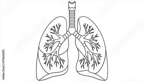 Illustration of human lungs, showcasing the intricate network of bronchi and alveoli, vital for respiration and oxygen exchange in the body