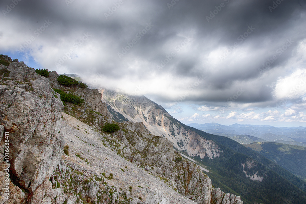 Fototapeta premium bergkiefer und Kuschel über der Baumgrenze in den Alpen