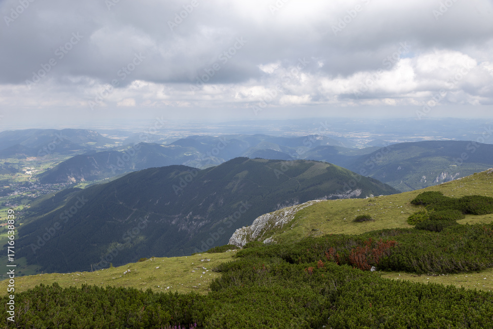 Fototapeta premium bergkiefer und andere Pflanzen über die Schneegrenze