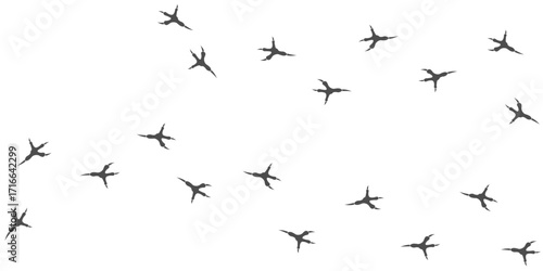 Vector trail print of bird isolated on white background.  Footprint silhouette tracks of Bald eagle. Paw Print. Vector illustration. EPS10.